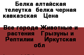 Белка алтайская телеутка, белка черная кавказская › Цена ­ 5 000 - Все города Животные и растения » Грызуны и Рептилии   . Иркутская обл.